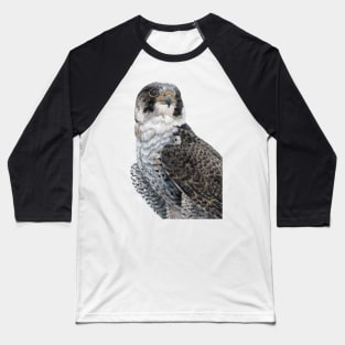 The Guardian - Peregrine Falcon with black background Baseball T-Shirt